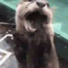 🦦My significant otter🦦 Mov 22
