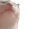 Cats n Kittens 2 7