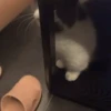 Gatitos Autenticos  Mov 17
