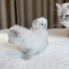 Gatitos Autenticos  Mov 19