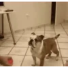 Perros Animados 2 16