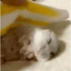 Hamsters 20
