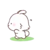 Angora Rabbit   Mov 8