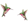 cσliвriEs 13