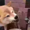 Perritoscute 19