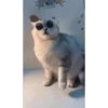 Más Gatitos 10 (Mov) 21
