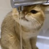 Gatitos Autenticos  Mov 21
