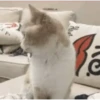 Cats n Kittens 2 9