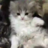 Loving kittens 6