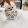 Puppy 卩ㄖ爪乇尺卂几丨卂几 Mov 22