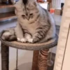 Gatitos Autenticos  Mov 22
