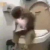 Macaquinhos reações  11
