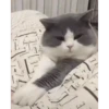 Más Gatitos 10 (Mov) 24