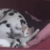 Kittens 23