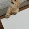 Gatitos Autenticos  Mov 24
