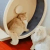 Gatitos Autenticos  Mov 25