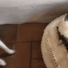 Más Gatitos 10 (Mov) 27