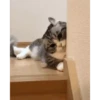 Más Gatitos 10 (Mov) 29