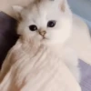 Gatitos Autenticos  Mov 28