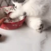 Gatitos Autenticos  Mov 30