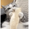 Cats 🧸🇲🇽 12