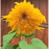 Girasoles 🧸🇲🇽 13