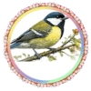 PAJAROS 🦜🦉 24