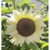 Girasoles 🧸🇲🇽 16