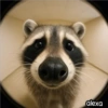 Animal Fish Eye 🐼🐶🐱 22