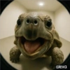 Animal Fish Eye 🐼🐶🐱 25