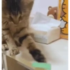 Cats 🧸🇲🇽 25