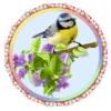 PAJAROS 🦜🦉 20