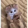 Cats 🧸🇲🇽 9