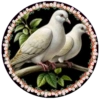 PAJAROS 🦜🦉 7
