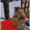 Cats 🧸🇲🇽 27