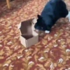 😼 Katzen und Kartons 📦 29
