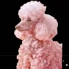 Animales en color Rosa♦️💞1🇵🇪Movi 9