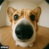 Animal Fish Eye 🐼🐶🐱 5