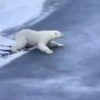 Animales 5 7