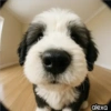 Animal Fish Eye 🐼🐶🐱 20