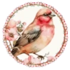 PAJAROS 🦜🦉 21
