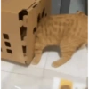 😼 Katzen und Kartons 📦 5