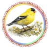 PAJAROS 🦜🦉 23