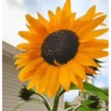 Girasoles 🧸🇲🇽 20