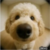 Animal Fish Eye 🐼🐶🐱 27