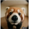 Animal Fish Eye 🐼🐶🐱 17