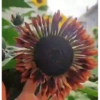 Girasoles 🧸🇲🇽 17