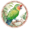 PAJAROS 🦜🦉 8