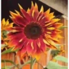 Girasoles 🧸🇲🇽 23