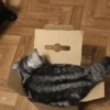 😼 Katzen und Kartons 📦 28